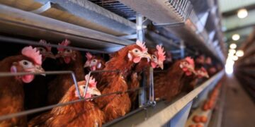 SENASA confirmó un brote de influenza aviar H5 en Río Negro