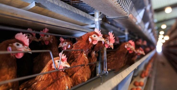 SENASA confirmó un brote de influenza aviar H5 en Río Negro