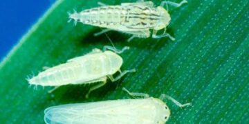 Alerta por la chicharrita del maíz en regiones endémicas