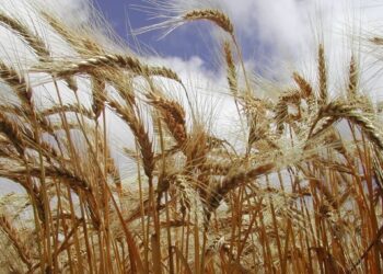 El trigo se reanima de cara a la siembra: se dispara el precio por la peor cosecha en 54 años en EEUU
