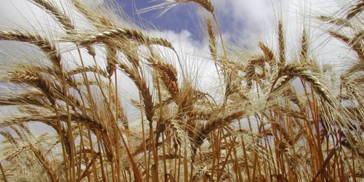 El trigo se reanima de cara a la siembra: se dispara el precio por la peor cosecha en 54 años en EEUU