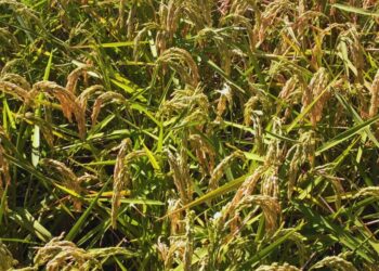 Un virus detectado en Japón apareció en Corrientes y sorprendió a investigadores del arroz