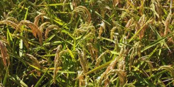 Un virus detectado en Japón apareció en Corrientes y sorprendió a investigadores del arroz