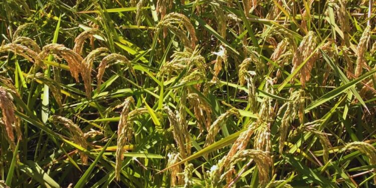 Un virus detectado en Japón apareció en Corrientes y sorprendió a investigadores del arroz