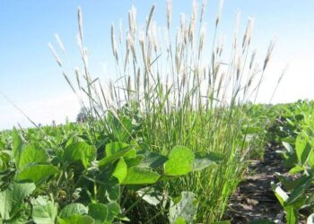 Alerta roja por malezas: en Córdoba confirmaron resistencia de Chloris a glifosato y haloxifop