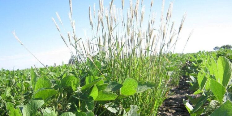 Alerta roja por malezas: en Córdoba confirmaron resistencia de Chloris a glifosato y haloxifop