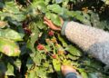 Café tucumano: entre el entusiasmo productivo y el desafío de construir una nueva economía regional