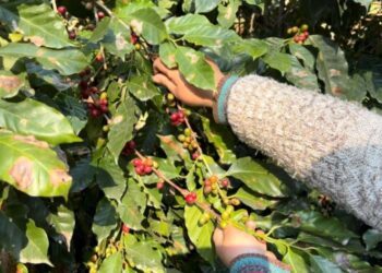Café tucumano: entre el entusiasmo productivo y el desafío de construir una nueva economía regional