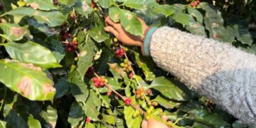 Café tucumano: entre el entusiasmo productivo y el desafío de construir una nueva economía regional