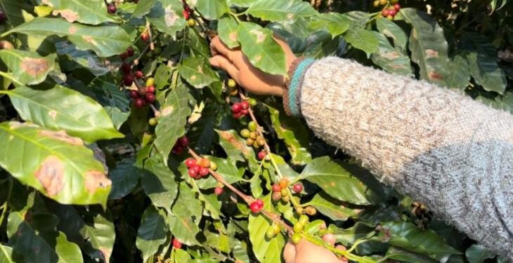 Café tucumano: entre el entusiasmo productivo y el desafío de construir una nueva economía regional