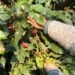 Café tucumano: entre el entusiasmo productivo y el desafío de construir una nueva economía regional