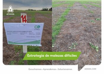 Malezas difíciles: por qué el éxito del barbecho empieza antes de que nazcan