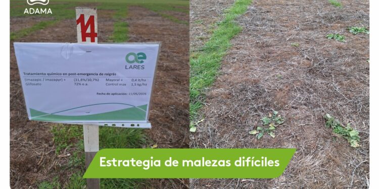 Malezas difíciles: por qué el éxito del barbecho empieza antes de que nazcan