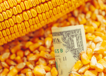 ¿El maíz encontró un nuevo piso?: la demanda y China podrían cambiar la historia del mercado