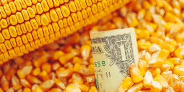 ¿El maíz encontró un nuevo piso?: la demanda y China podrían cambiar la historia del mercado