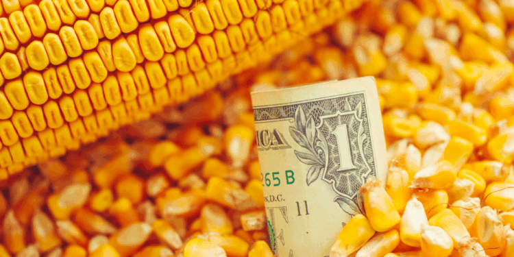 ¿El maíz encontró un nuevo piso?: la demanda y China podrían cambiar la historia del mercado