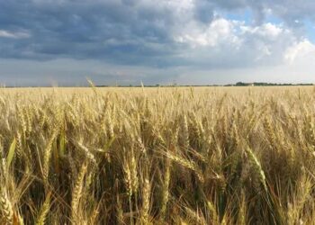 El Niño entra en escena y así va a estar el tiempo: ¿Qué se espera para el nuevo mes?