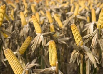Productores contra los impuestos provinciales y las tasas municipales: “Reemplazan a los gravámenes que se eliminan”