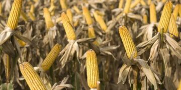 Productores contra los impuestos provinciales y las tasas municipales: “Reemplazan a los gravámenes que se eliminan”