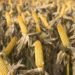 Productores contra los impuestos provinciales y las tasas municipales: “Reemplazan a los gravámenes que se eliminan”