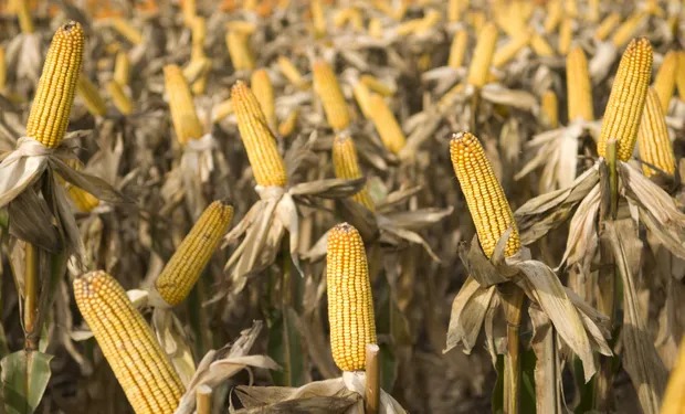 Productores contra los impuestos provinciales y las tasas municipales: “Reemplazan a los gravámenes que se eliminan”
