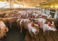 Crecieron 161% las exportaciones porcinas desde Argentina