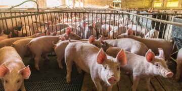 Crecieron 161% las exportaciones porcinas desde Argentina