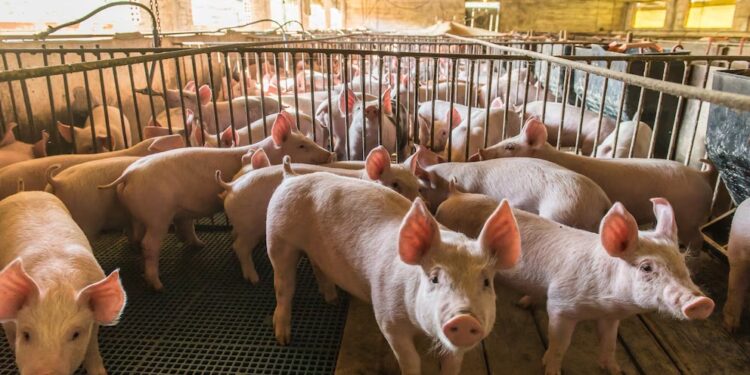 Crecieron 161% las exportaciones porcinas desde Argentina