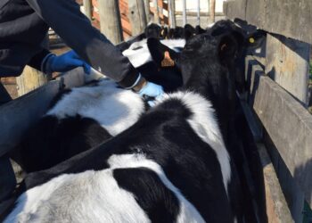 Fiebre aftosa: la Región Centro impulsa un esquema diferencial de vacunación para los tambos