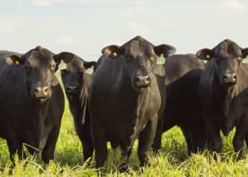 Sector ganadero: “Vemos un incremento en la demanda de productos veterinarios”