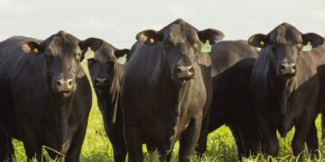 Sector ganadero: “Vemos un incremento en la demanda de productos veterinarios”