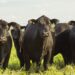 Sector ganadero: “Vemos un incremento en la demanda de productos veterinarios”