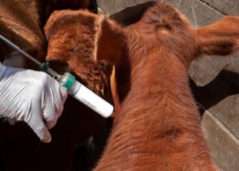El SENASA flexibiliza el ingreso de vacunas bovinas por equivalencia y avanza en la simplificación regulatoria