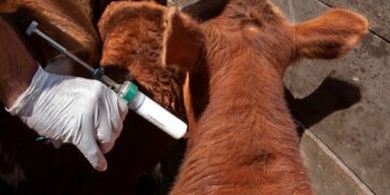 El SENASA flexibiliza el ingreso de vacunas bovinas por equivalencia y avanza en la simplificación regulatoria