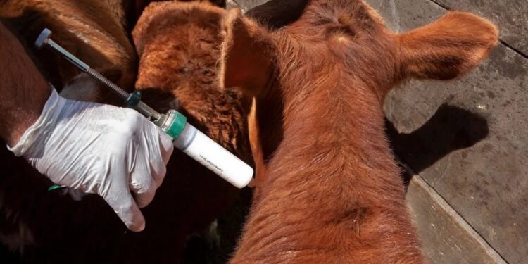 El SENASA flexibiliza el ingreso de vacunas bovinas por equivalencia y avanza en la simplificación regulatoria
