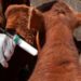 El SENASA flexibiliza el ingreso de vacunas bovinas por equivalencia y avanza en la simplificación regulatoria