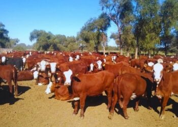 Optimismo ganadero: sigue cayendo la faena de hembras y crecen las señales de retención en los campos
