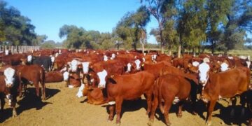 Optimismo ganadero: sigue cayendo la faena de hembras y crecen las señales de retención en los campos