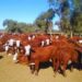 Optimismo ganadero: sigue cayendo la faena de hembras y crecen las señales de retención en los campos