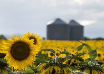El girasol acelera: más inversiones y récords de molienda impulsan al complejo argentino
