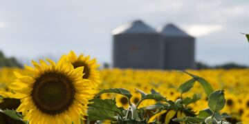 El girasol acelera: más inversiones y récords de molienda impulsan al complejo argentino