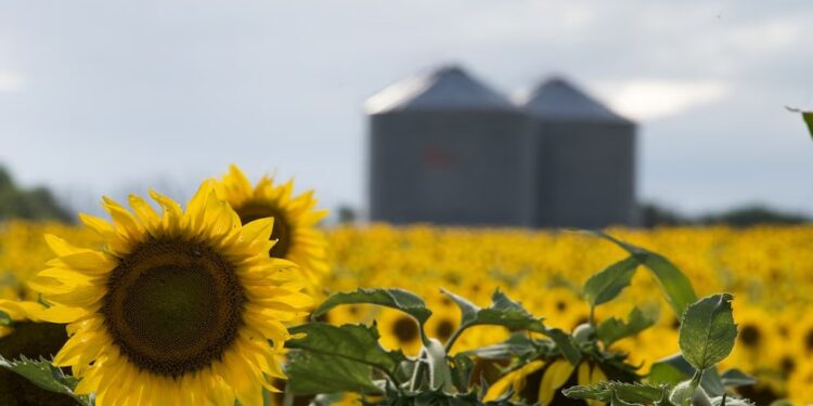 El girasol acelera: más inversiones y récords de molienda impulsan al complejo argentino