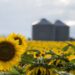 El girasol acelera: más inversiones y récords de molienda impulsan al complejo argentino