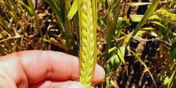 La cebada argentina fortalece su perfil maltero con más calidad, rendimiento y sanidad