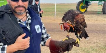 Chau palomas y cotorras: el ave que busca ser un socio estratégico del productor para el control de plagas y un criadero único en Santa Fe