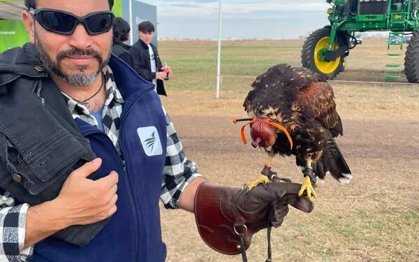 Chau palomas y cotorras: el ave que busca ser un socio estratégico del productor para el control de plagas y un criadero único en Santa Fe