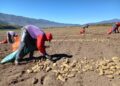 La papa tucumana busca consolidar su crecimiento en un año marcado por las lluvias y los desafíos productivos