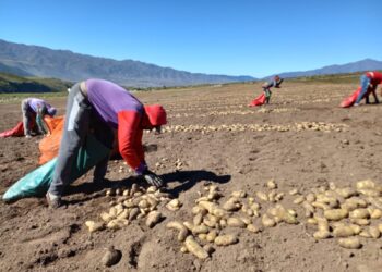 La papa tucumana busca consolidar su crecimiento en un año marcado por las lluvias y los desafíos productivos