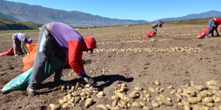 La papa tucumana busca consolidar su crecimiento en un año marcado por las lluvias y los desafíos productivos
