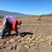 La papa tucumana busca consolidar su crecimiento en un año marcado por las lluvias y los desafíos productivos